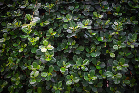 Close up leave texture background