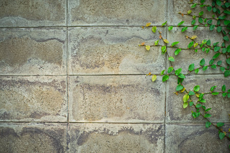 Concrete wall with plantの写真素材