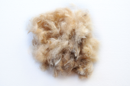 grooming dog hairの写真素材