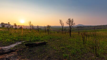 Forest without trees. global warming.