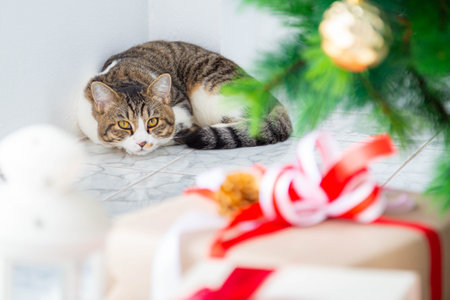 Lovely brown Cat. Pets and celebrations concept.の写真素材
