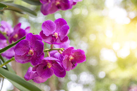 Purple orchid flower in garden. Beautiful flower and agriculture idea concept design.