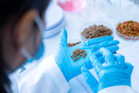 Focused dry pet food on hand. Quality control personnel are inspecting the quality of dry pet food. Quality control process of pet food industry.の写真素材