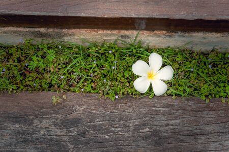 white plumeria flowerの写真素材