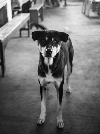 dog in the marketの写真素材