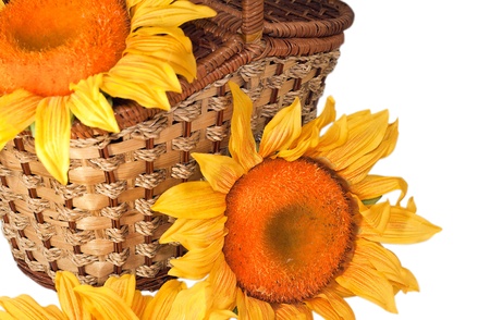 We see three sunflowers with small wooden basketの写真素材
