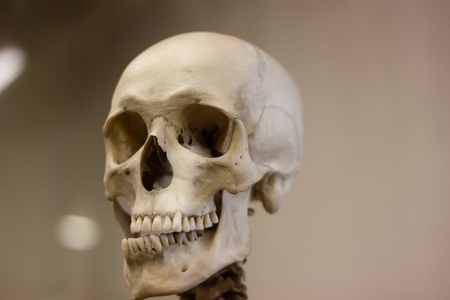 We see real skull on a gray backgroundの写真素材