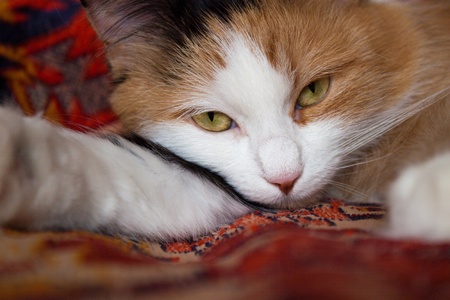 We see cute young cat with three colorsの写真素材