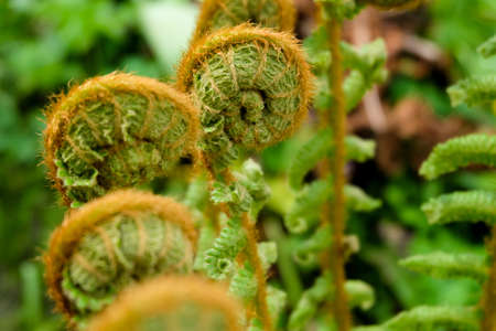 Horizontal photo of unfurling fiddlehead fernsの写真素材