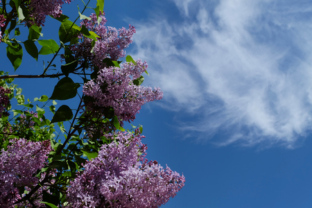 Horizintal photo of a branch of lilac flowers against the blue skyの写真素材