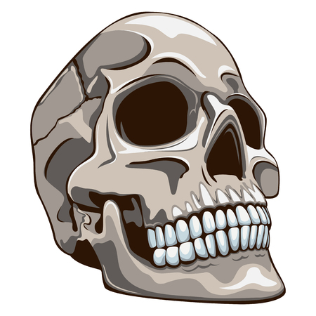 Vector of human skull on white backgroundのイラスト素材