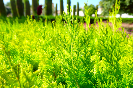 Green thuja foliage in Alcazar Castle of Cordoba city, Andalusia region, southern Spainの写真素材