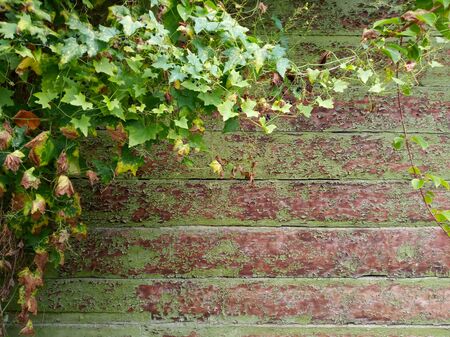 Old wooden wall of barn with grape leavesの写真素材