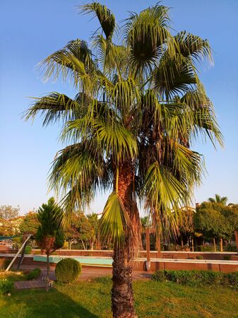 View of green palm tree and blue skyの写真素材