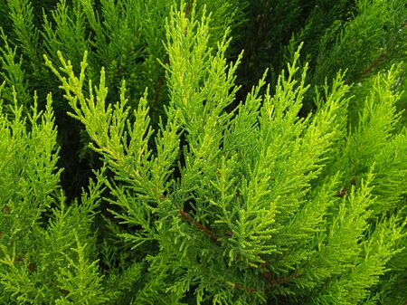 Photo of green branches background in summertime