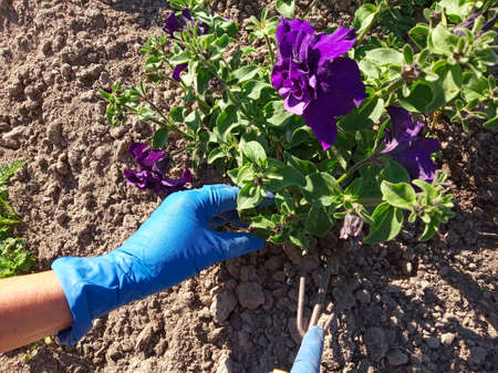 Close up of female hands with gloves look after flower in garden