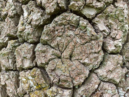 Photo of old wooden texture with moss