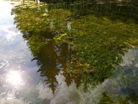Pond with water plants in bright day