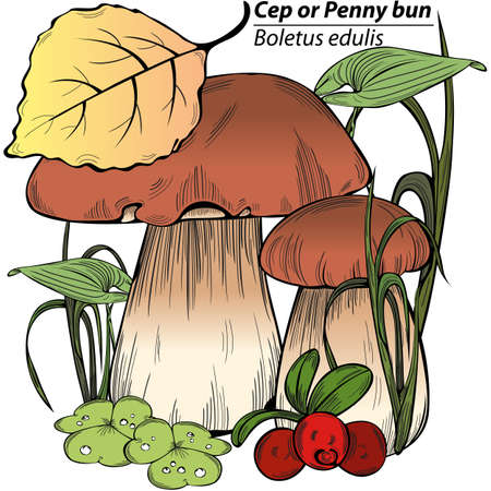 Boletus edulis or cep with forest grass. Vector imageのイラスト素材