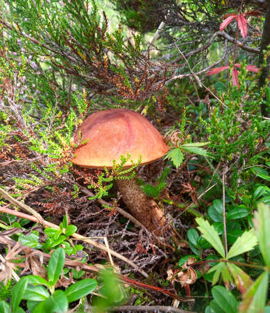Photo of orange cap boletus in a summer forest