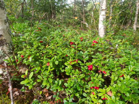 Photo of cranberry bushes growing in a forestの写真素材