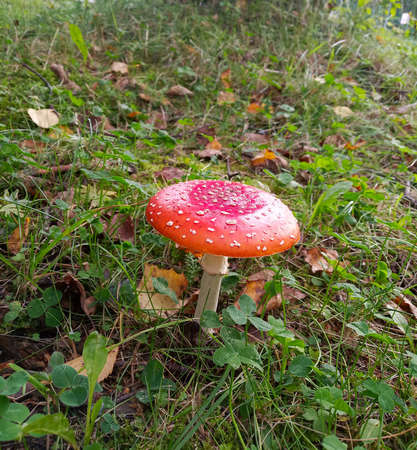 Fly agaric or amanita muscaria with forest grass