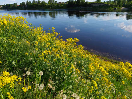 Bank of wide river with bright yellow flowers. Pskov city, Russia. Summer time