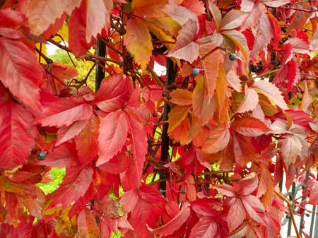 Photo of Virginia creeper or Parthenocissus quinquefolia in golden autumn
