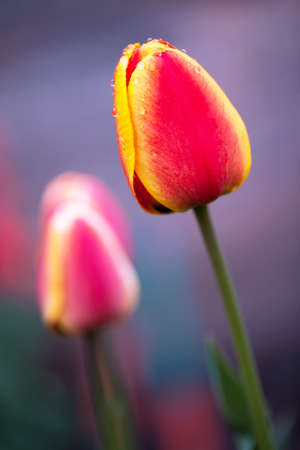 Beautiful yellow red tulipsの写真素材