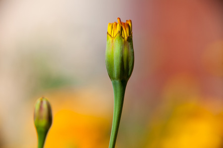 Tagetes Marigold Flower Before Bloomingの写真素材