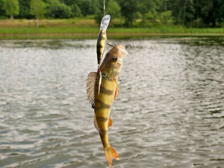 Perch caught in the lure on the background of the lakeの写真素材