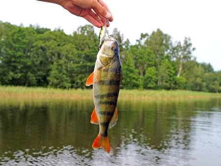 European perch caught on wobblerの写真素材