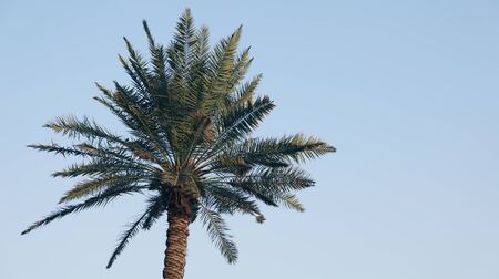 An image of nice palm tree in the blue sunny skyの写真素材