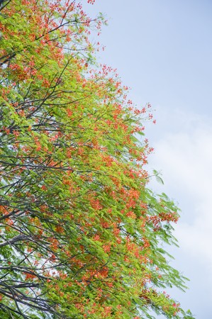 green leavesの写真素材