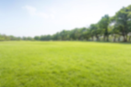 Green park and sky, blur focusの写真素材