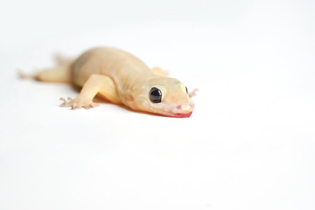house gecko on white backgroundの写真素材