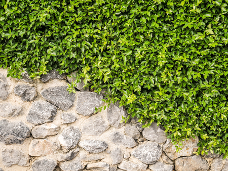 Green tree wall with stone wallの写真素材