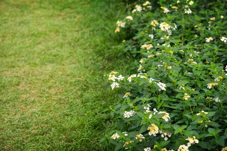 white flower in tree with green grassの写真素材