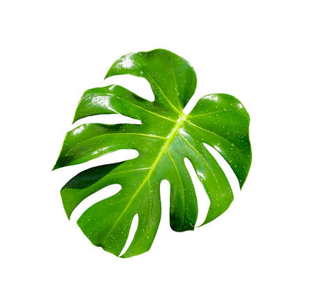 Monstera leaf on white background