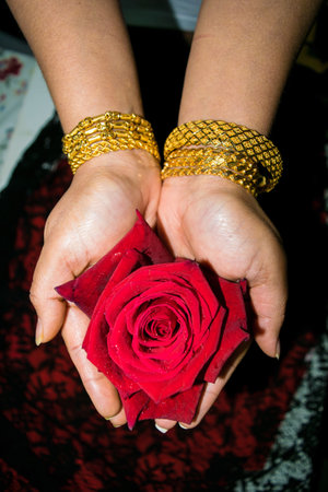 Woman's hand with gold bangles holding red rose, Valentin'es day concept.の写真素材