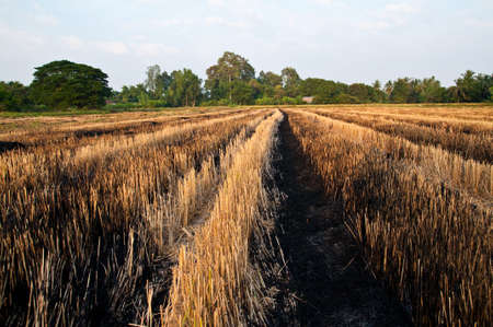 Burn rice field after harvestの写真素材