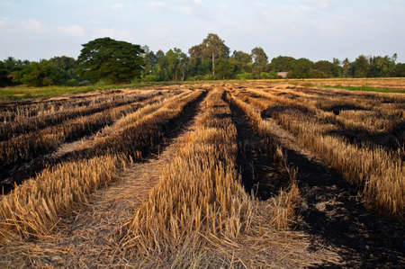 Burn rice field after harvestの写真素材