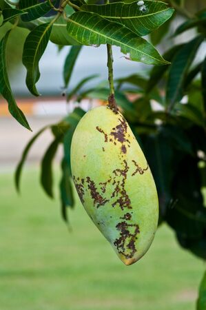 mango and leafの写真素材