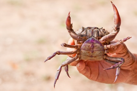 Handle fresh water crabsの写真素材