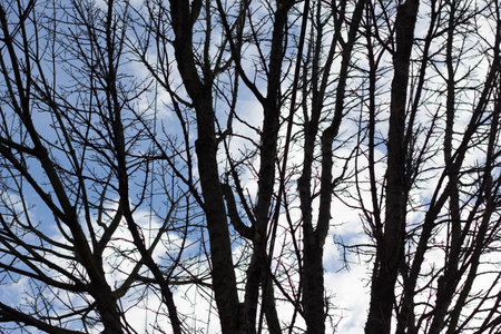 Tree silhouette against blue skyの写真素材