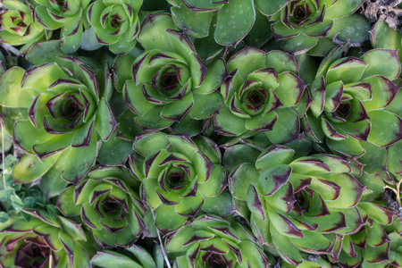 Green succulent textureの写真素材