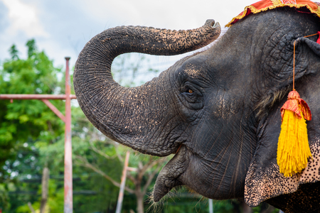 elephant in thailandの写真素材