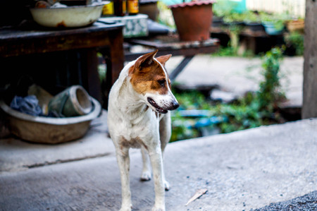 cute white and brown dog at thailandの写真素材