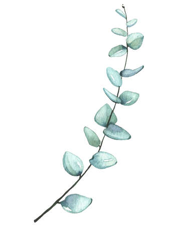 Watercolor hand painted light green eucalyptus branch. Vector traced isolated floral illustration on white backgroundのイラスト素材