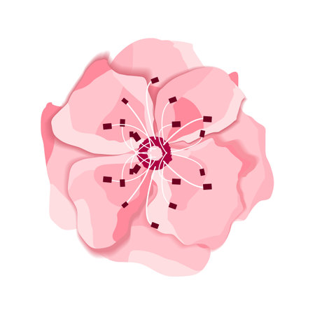 Isolated flower of sakura. Cartoon pink and white blossom of Japanese cherry tree.のイラスト素材